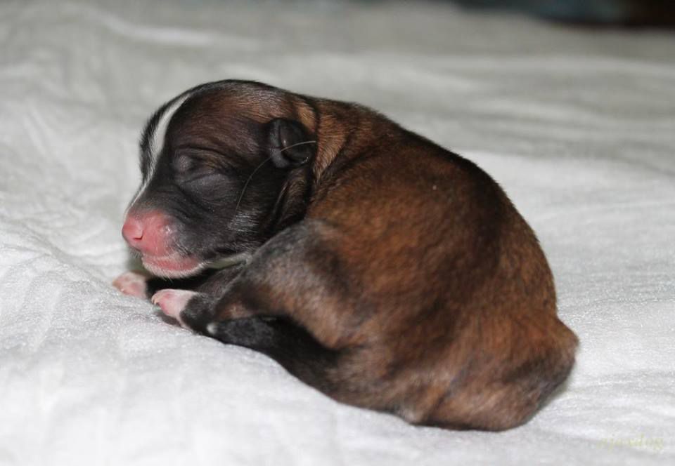 Ksolo Club Neo Always Forth