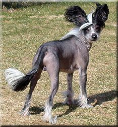 Marachinos Classic Star Of Zeke