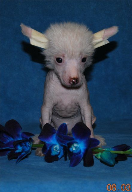 Mashama Mazi Rus Runako Chicicy