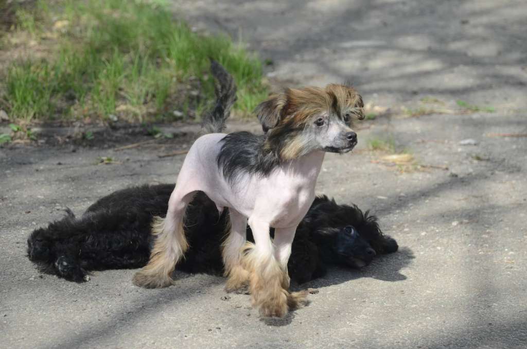 Bingwa's Blossom Villy Wonka