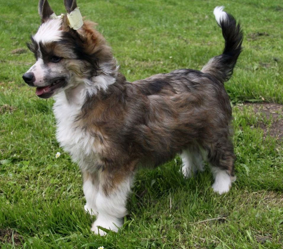 Be My Dog's Al Takathur