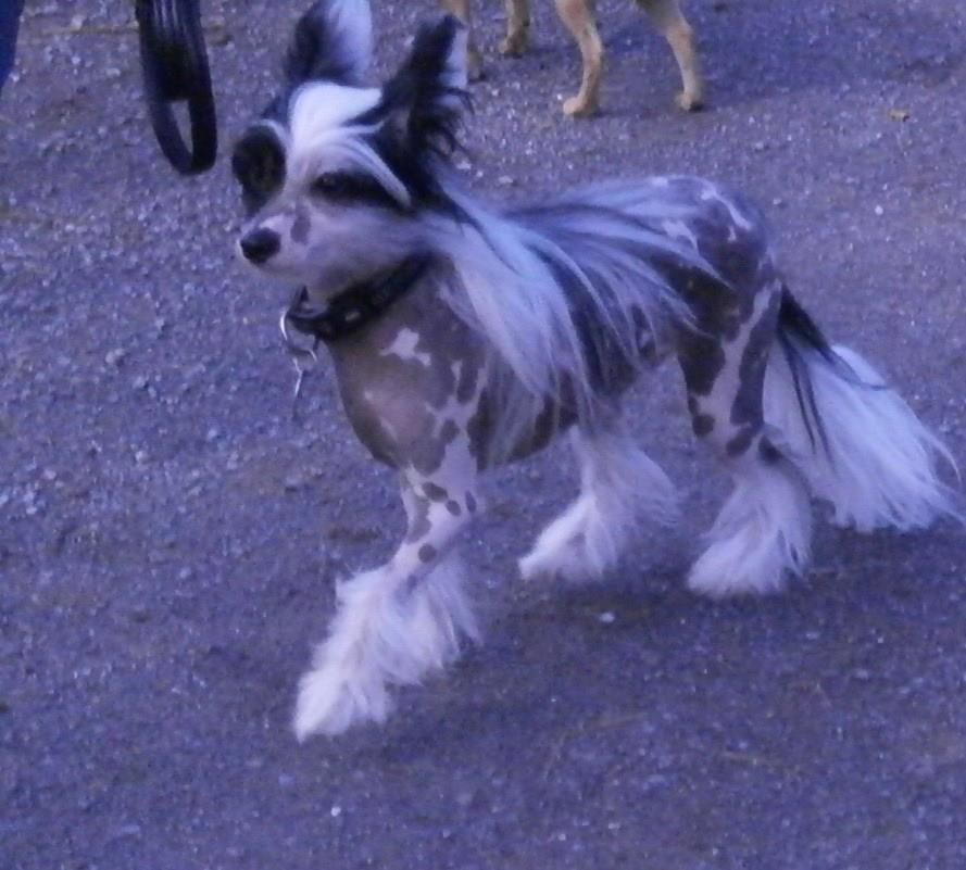 Jango  of mystic Star