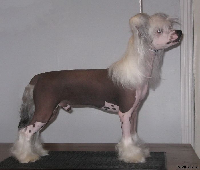 Twice as Nice Pirate Incognito