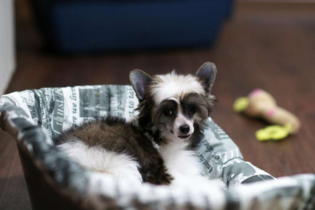 Incanto Del Mondo Isidora