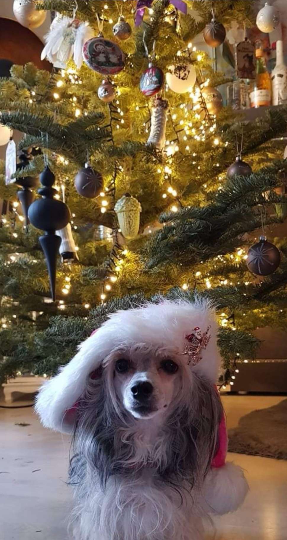 Coconut Kiss Star of Golden Lily