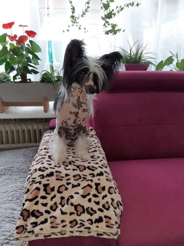 Zoran Exotic World FCI