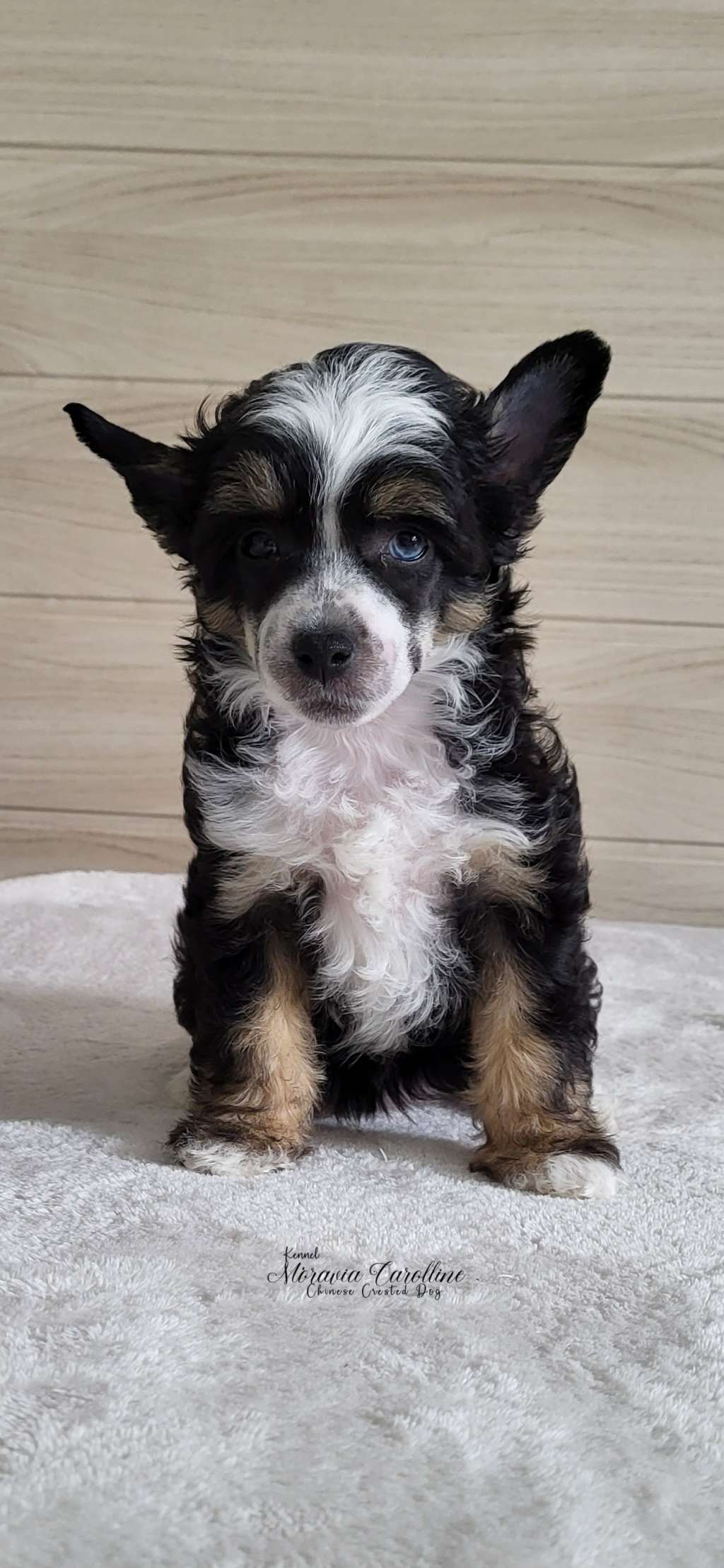 Fanny Moravia Carolline