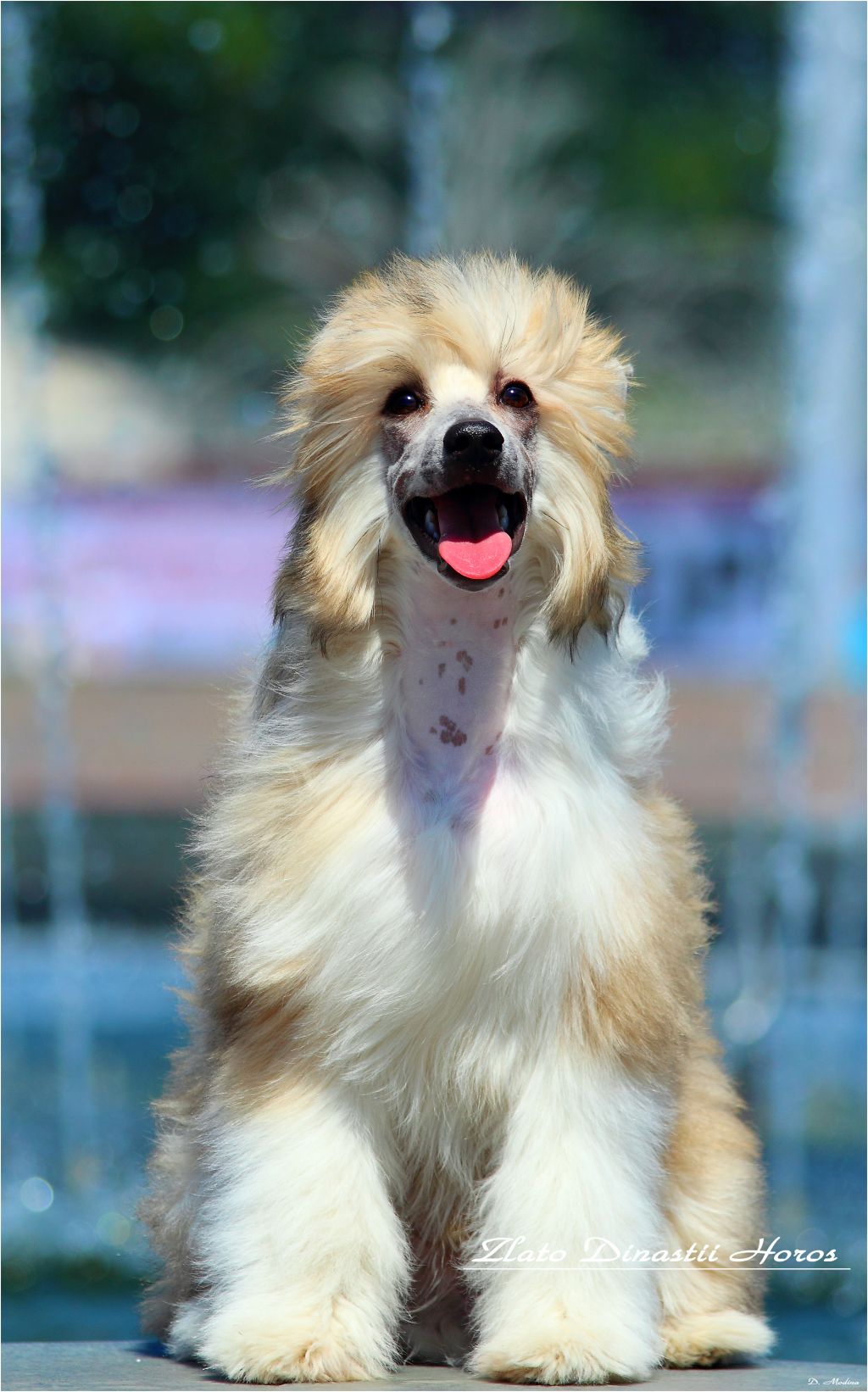 Zlato Dinastii Horos