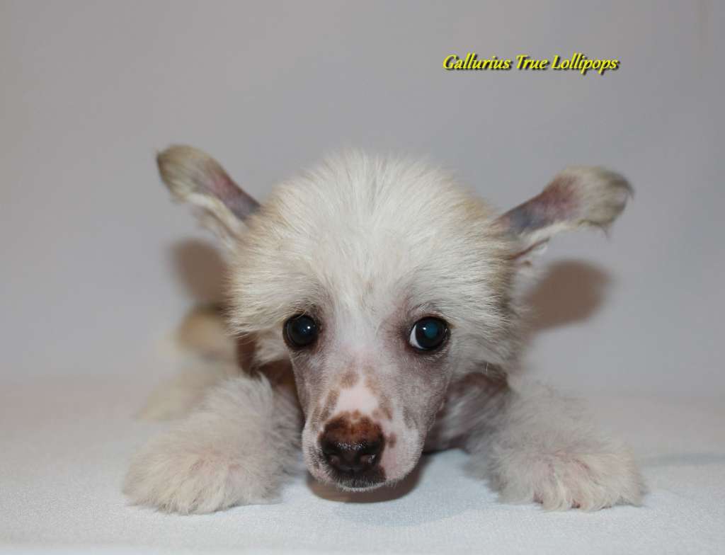 Gallurius True Lollipops