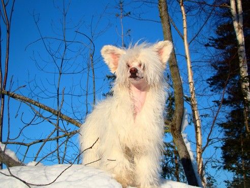 Suanho's Pretty Eagle