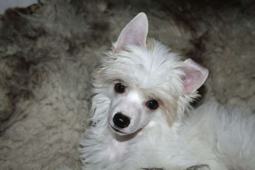 Crazy Cresteds Dexter Bineo