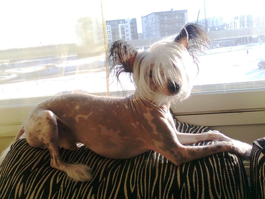 Starglow's Hevilläeihävitä