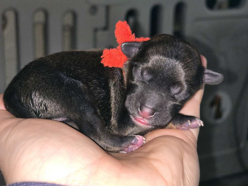 Da'Blu von den Weinbergswölfen