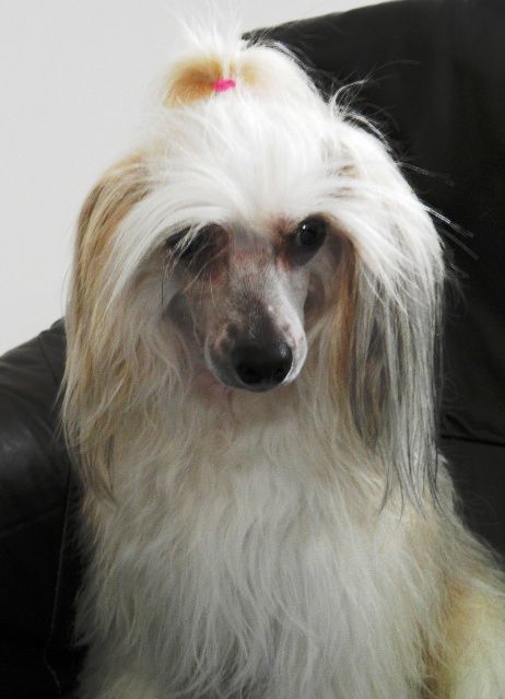 Family Song's Lunaris