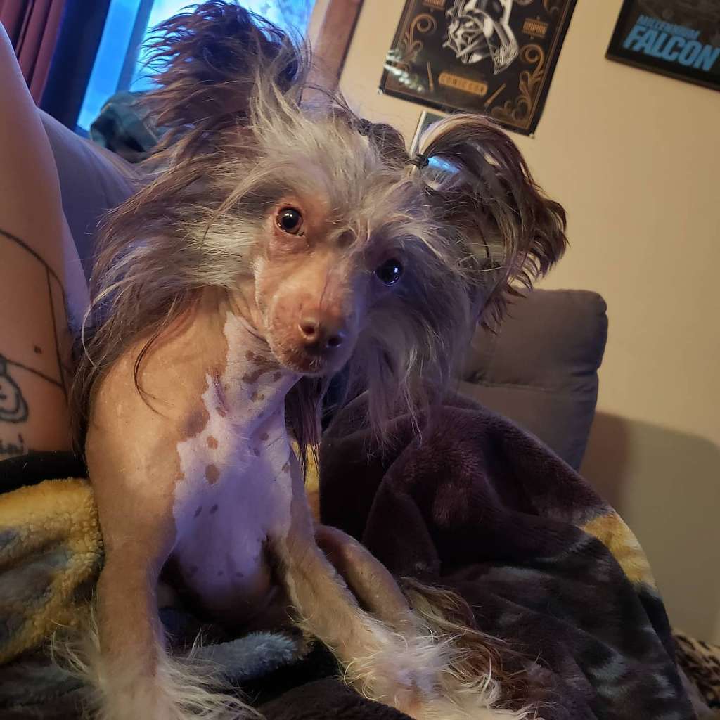 Muso Grazioso Kelly Gift Of Fate