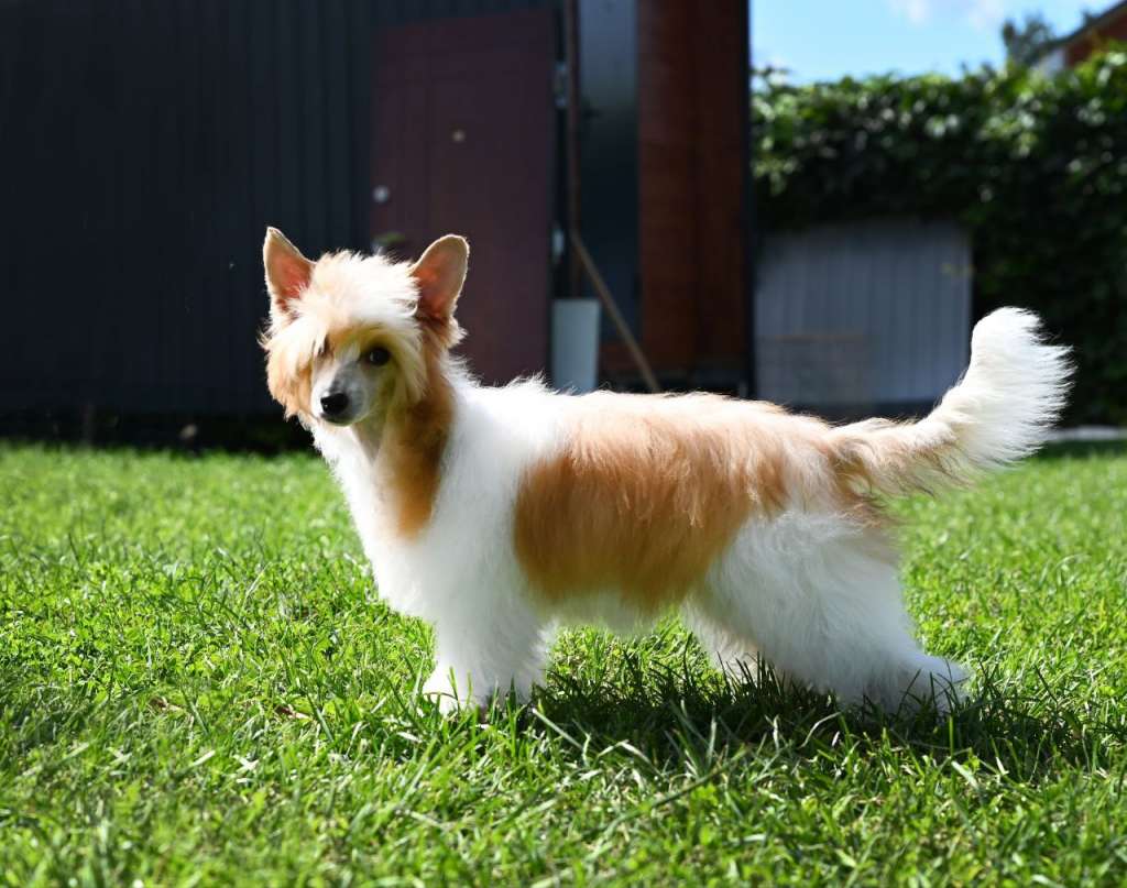 Baikal Dream sky fire Silvana