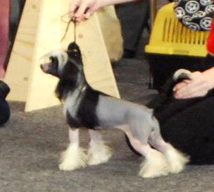 Volshebnaja Loshadka Baionni