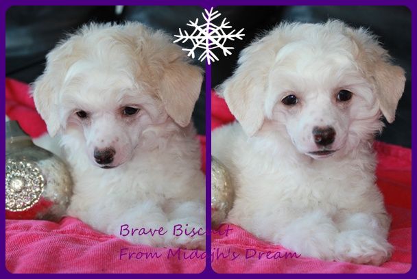 Brave Biscuit from Midajh,s Dream