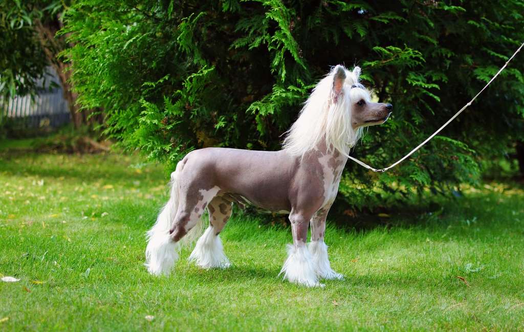 Valanyan Wiggle Wiggle