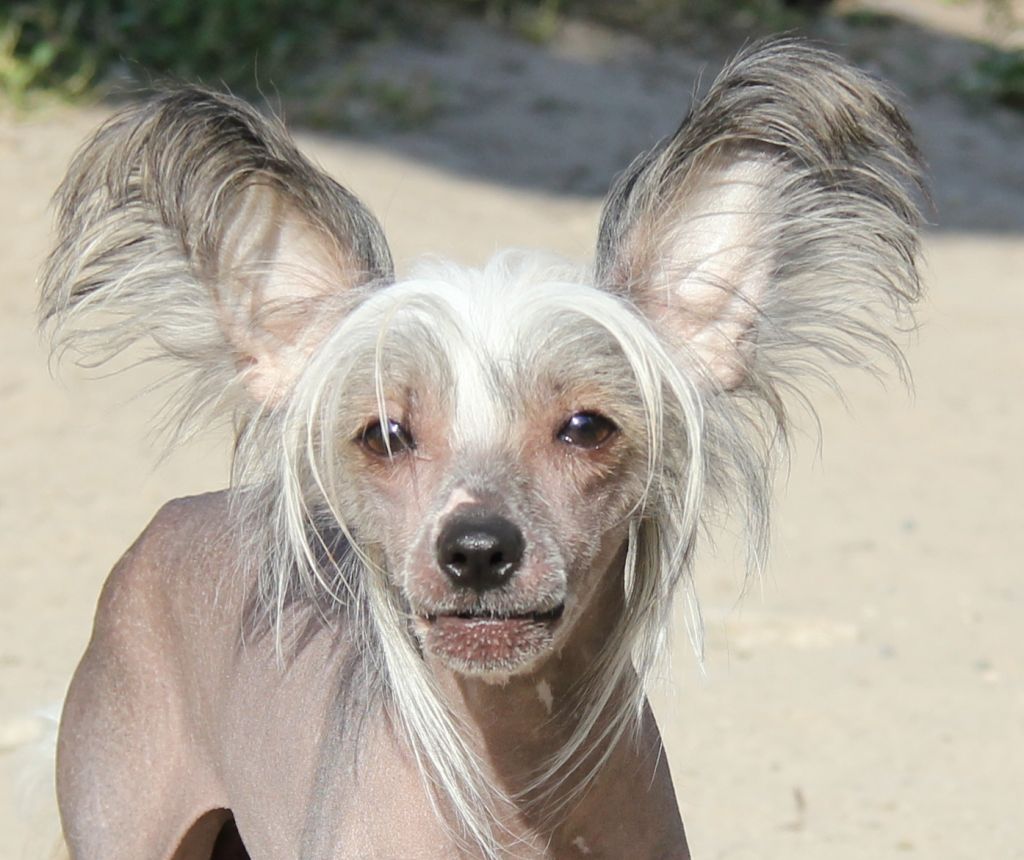 Arabea Angels Rafael