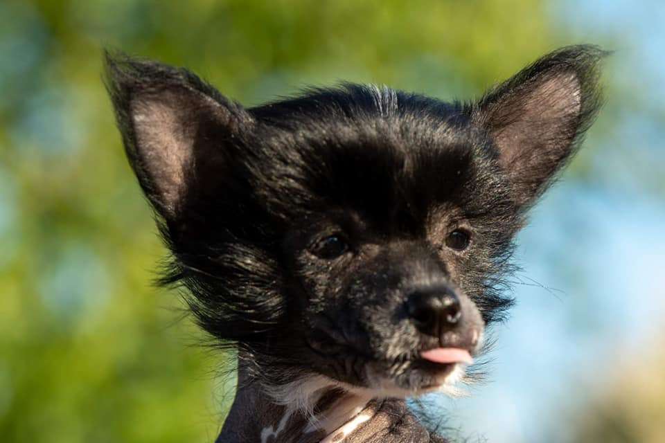 Fera Viva Bolzonella