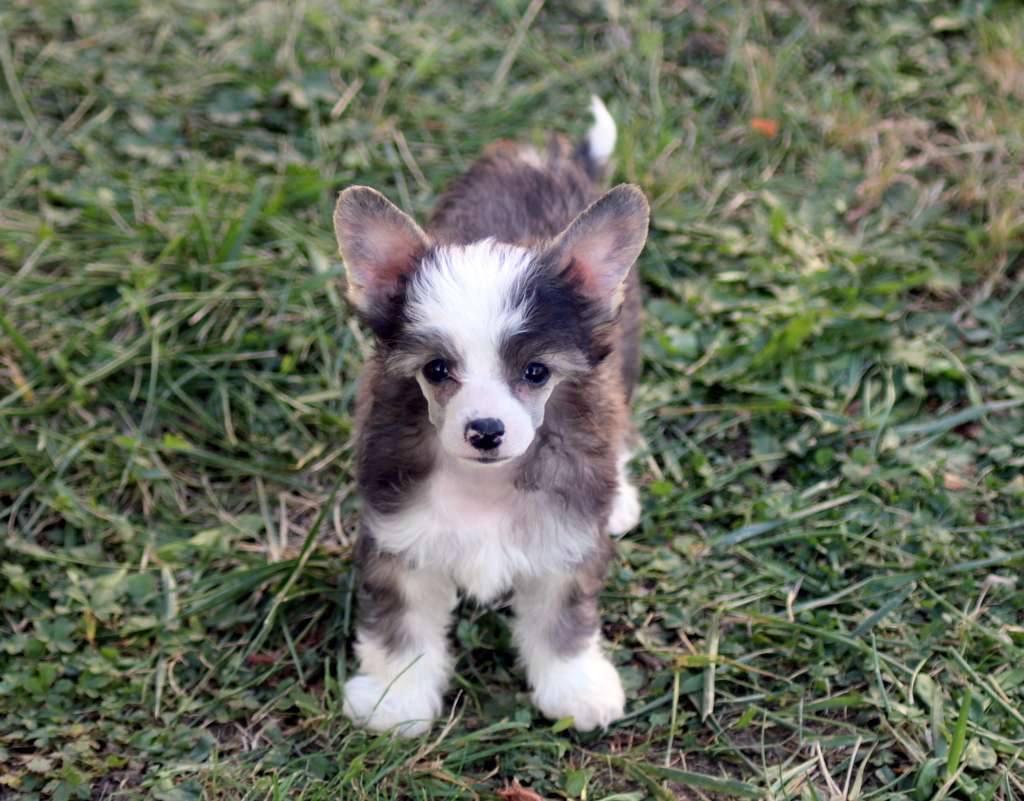 Moon Harbour Starshine