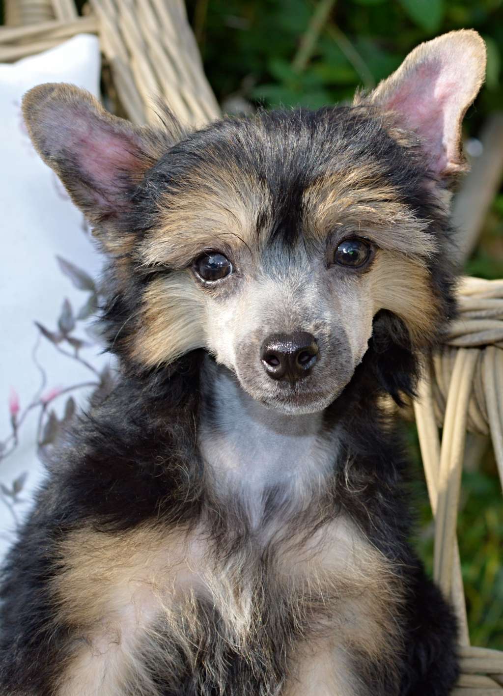 Wedding Surprise z Andelovy dlane