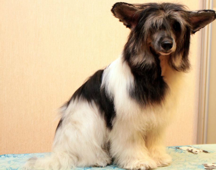 Landkris Nashville Stout Spot