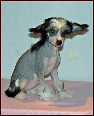 Crestnspots Discern the dawn