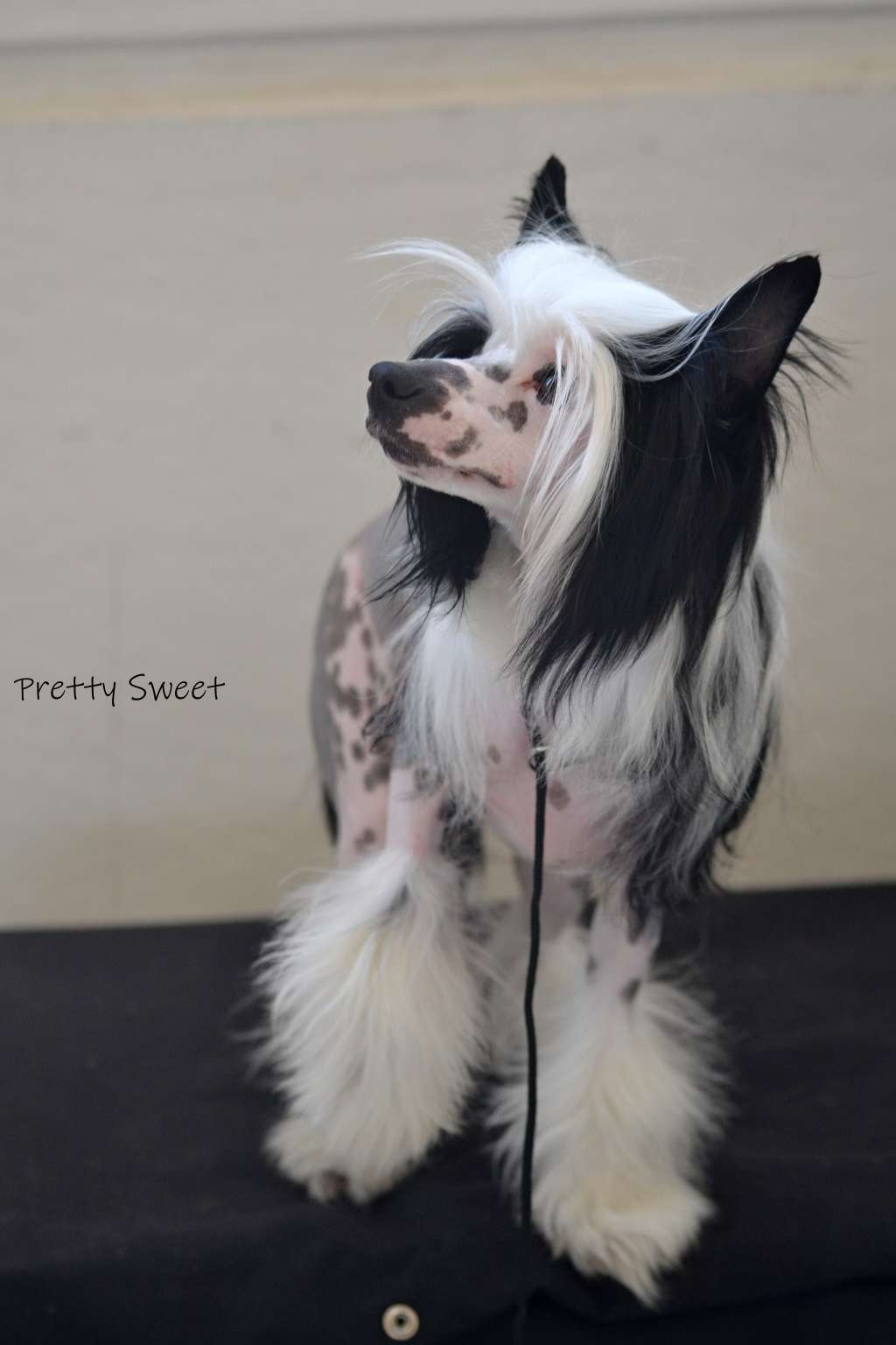 Glamour Moon Pretty Sweet