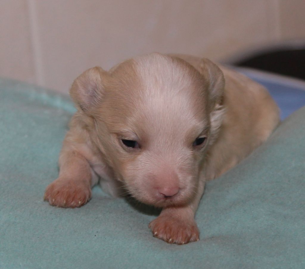 Premier Mari Beatrichi