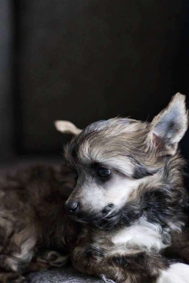 Practical Hero Zeta Alfa Beta