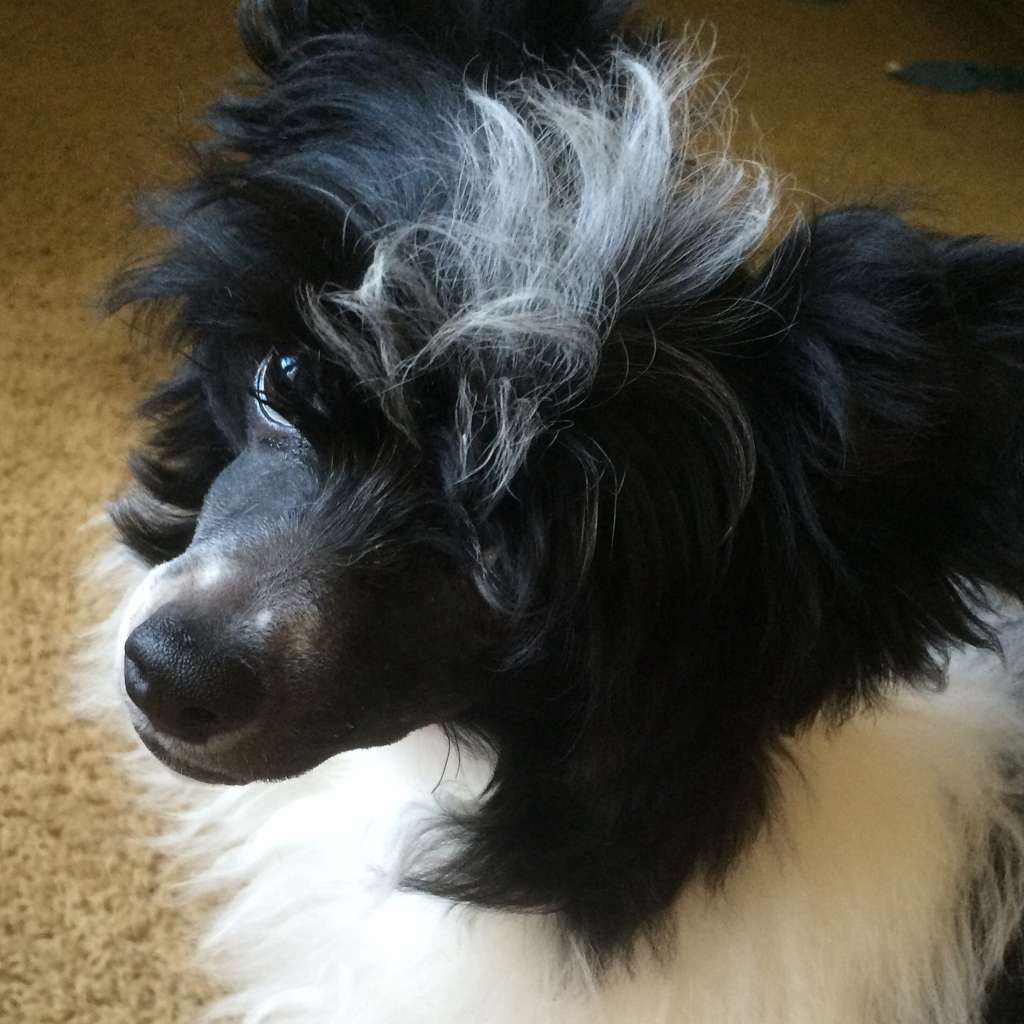 Delende-Sterling National Velvet