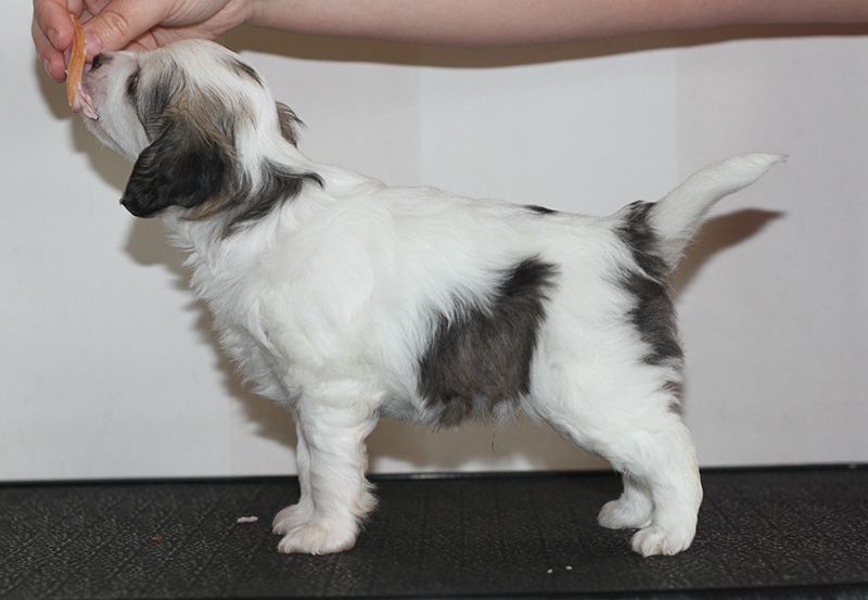 Lunacrest Partymeister