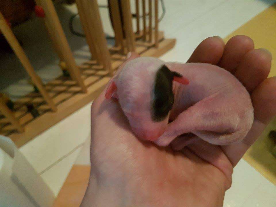 Dogventures Aces High