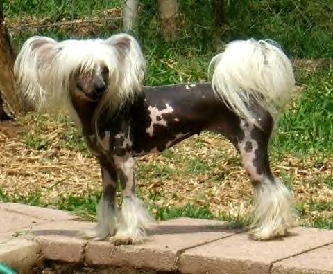 Mosaics Split Decision