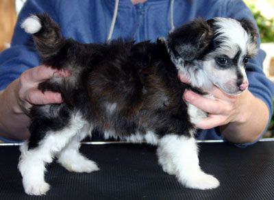 Dogs of Dark Sherco Kid