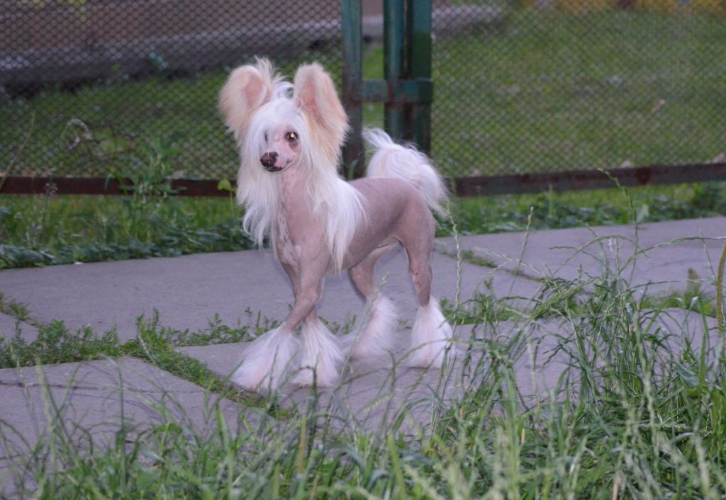 Magic of Success Liberty Soul