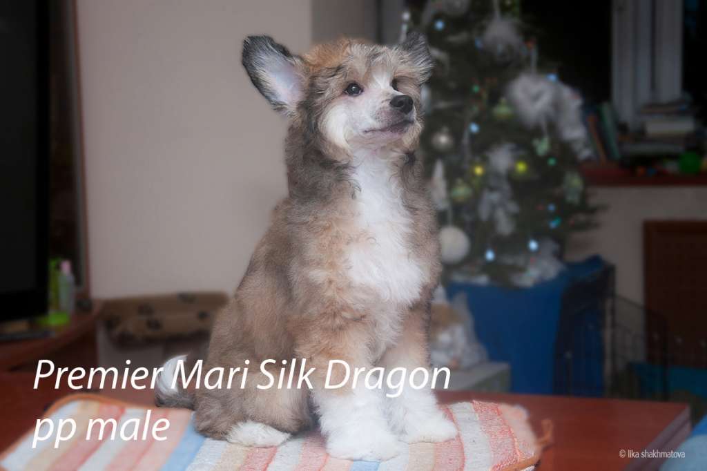 Premier Mari Silk Dragon