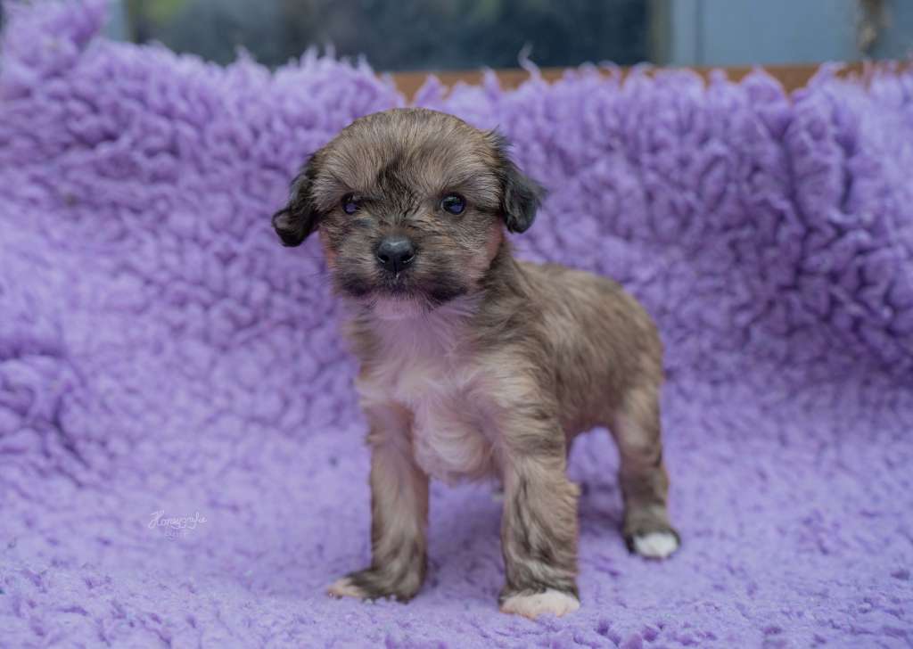 Ikarus The Bushwalker