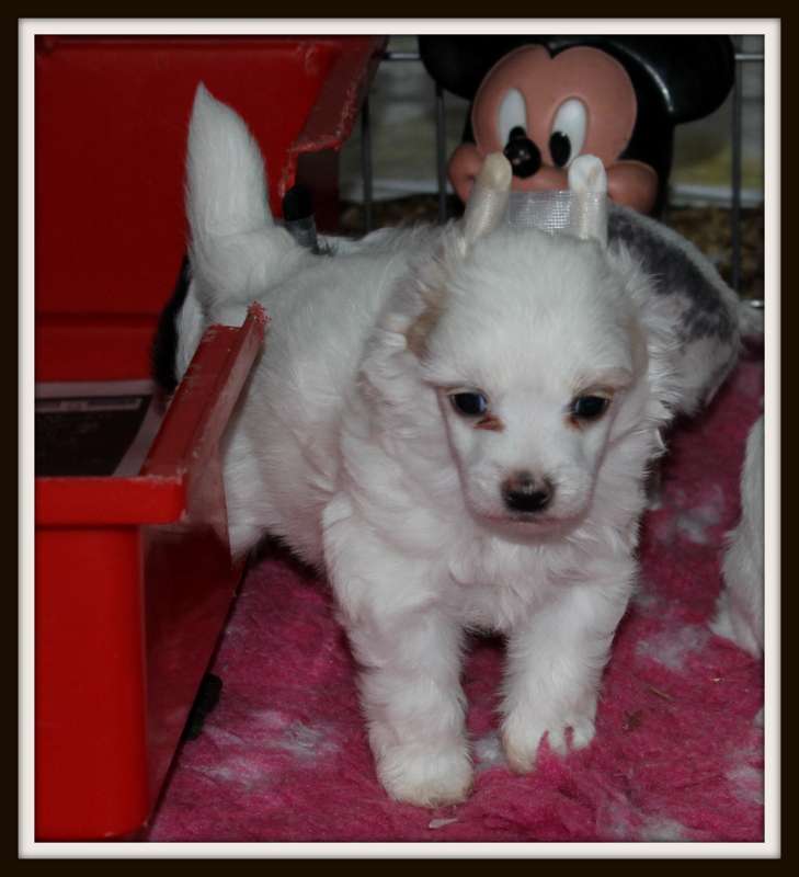 majesty du pavé de varennes