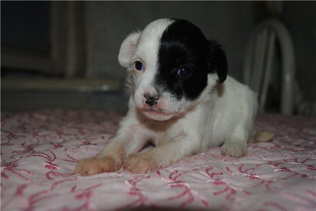 Grand Sunlife Boska Anniversary