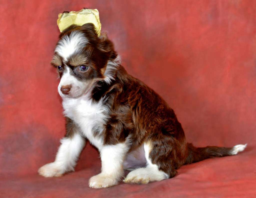 Legion Of Dream S...