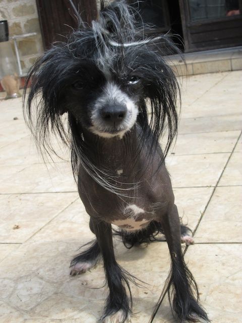 Taï Mandchou Faust in