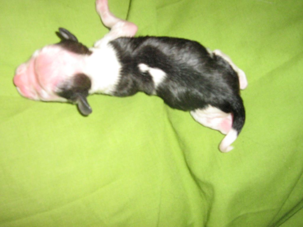 Orero Lovely Jubilant King