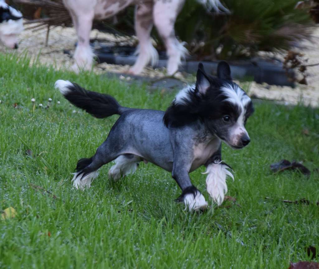 Victorio Little Exotic Star