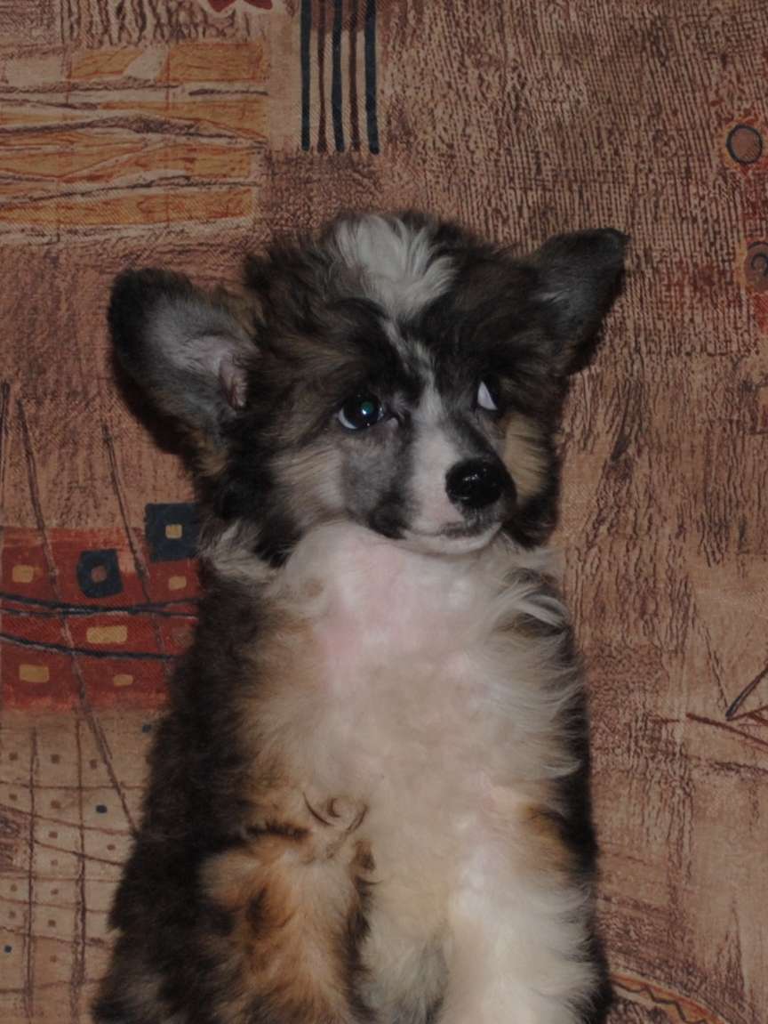 Barcelona  Dom Risorto