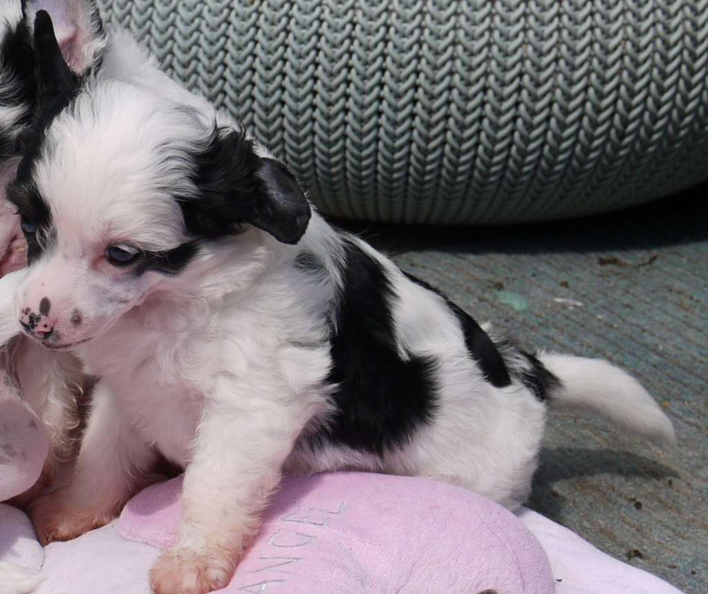 Tum Tum Little charmings