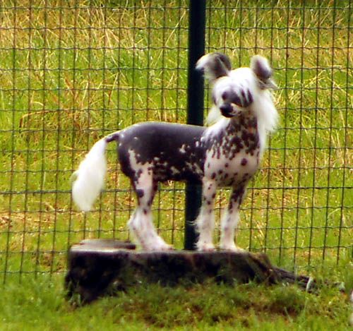 Oriental Jokes Cacharel