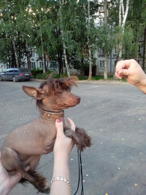 Rebecca Chocolate Princess